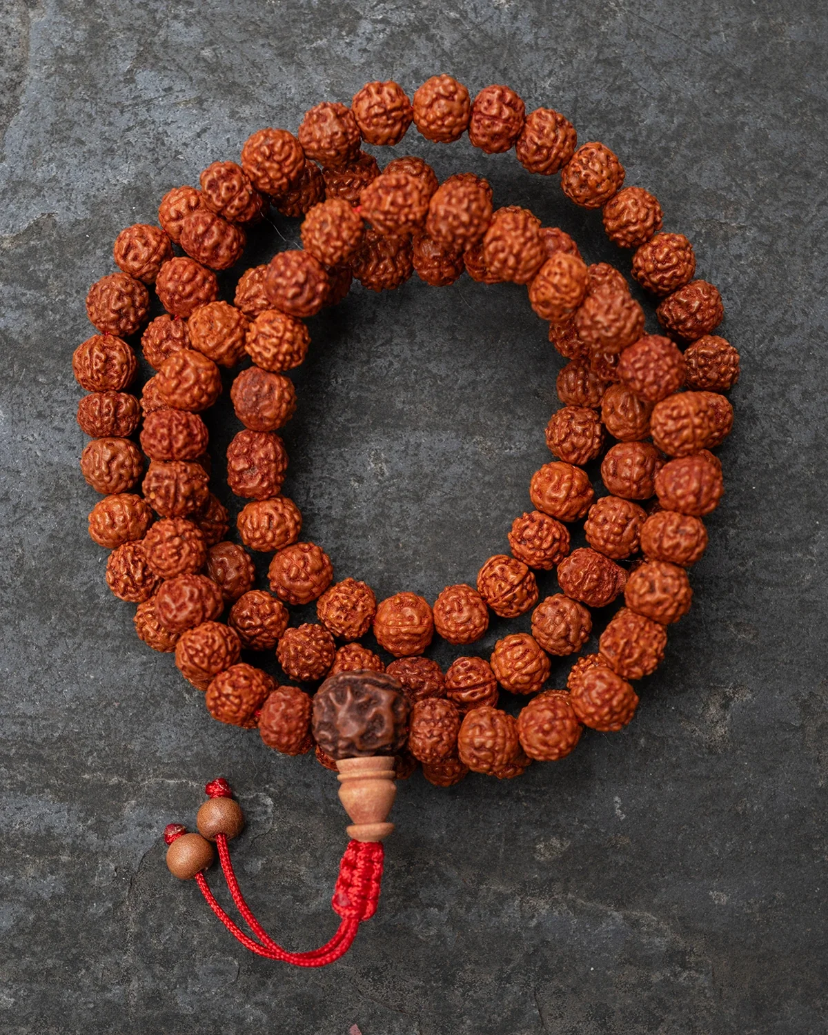 14 Mukhi Rudraksha
